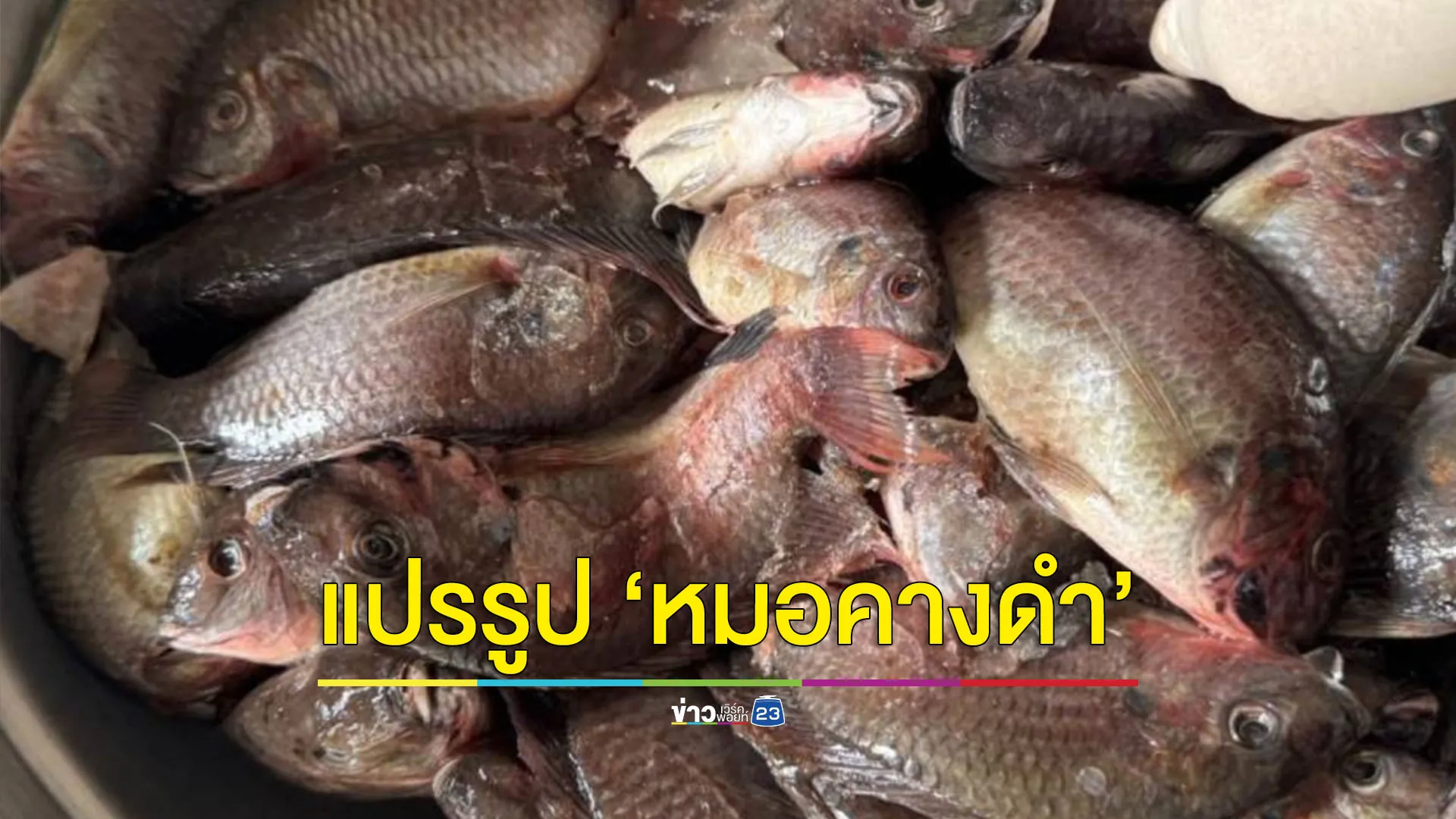 “ก้างปลาหมอคางดำ” สุดยอดอาหารเสริมบำรุงร่างกาย ลดการแพร่ระบาด