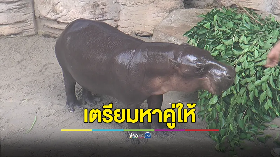 สวนสัตว์โคราช เตรียมประกาศหาคู่ให้น้อง “หมูมะนาว” ป้าของ “หมูเด้ง” ซึ่งกำลังโตเป็นสาวเต็มตัว 