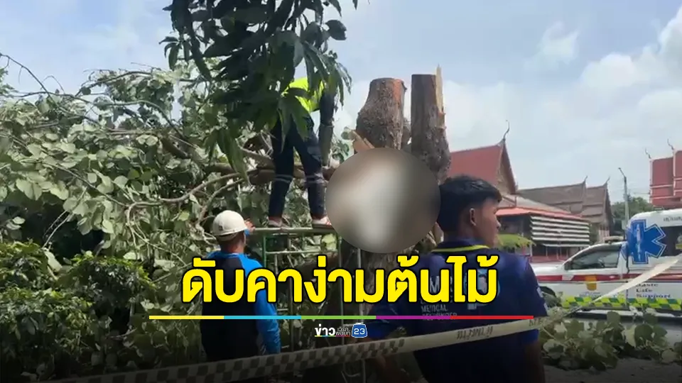 ช่วยตัดต้นไม้ในวัด พลาดท่าตก กิ่งไม้หักมาทับใส่ดับคาง่ามต้นไม้ 