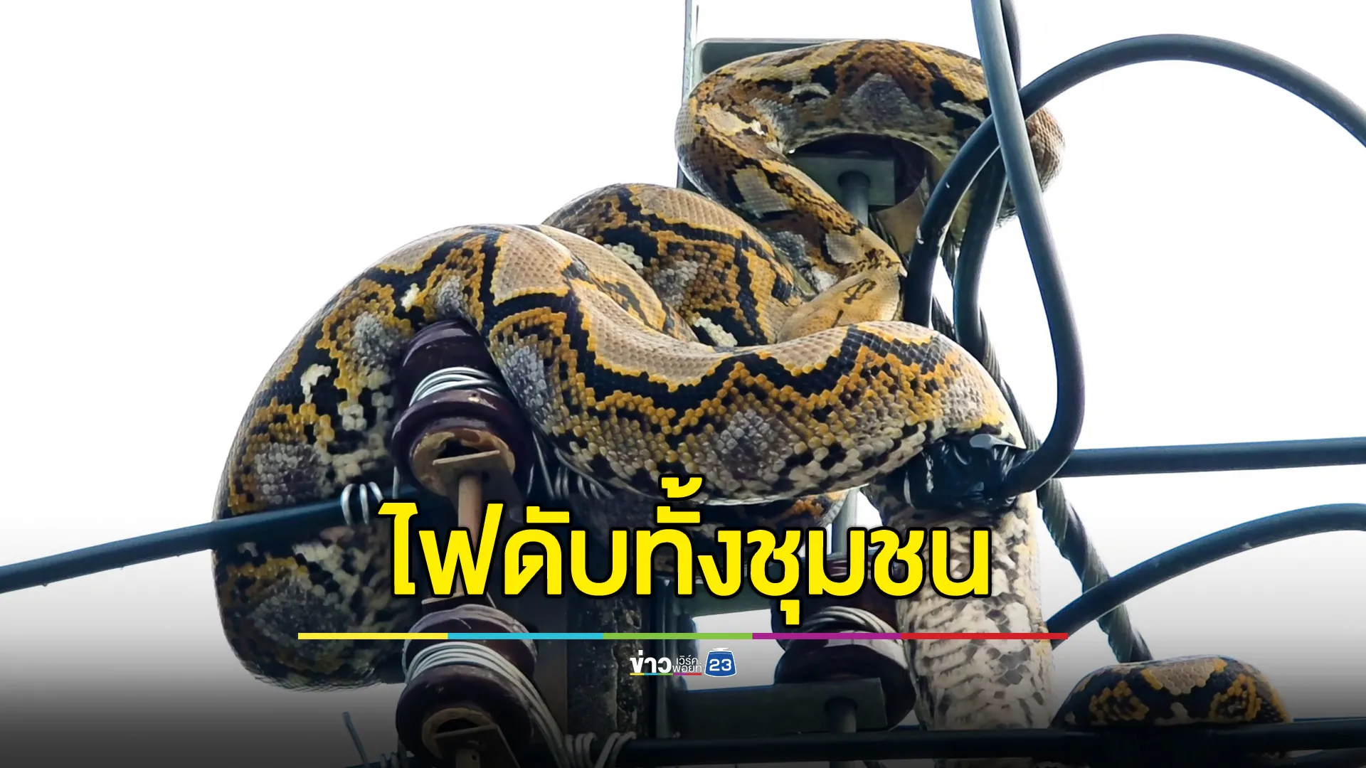 เหลือมยักษ์รัดยอดเสาไฟฟ้า แห่ส่องเลขเด็ด