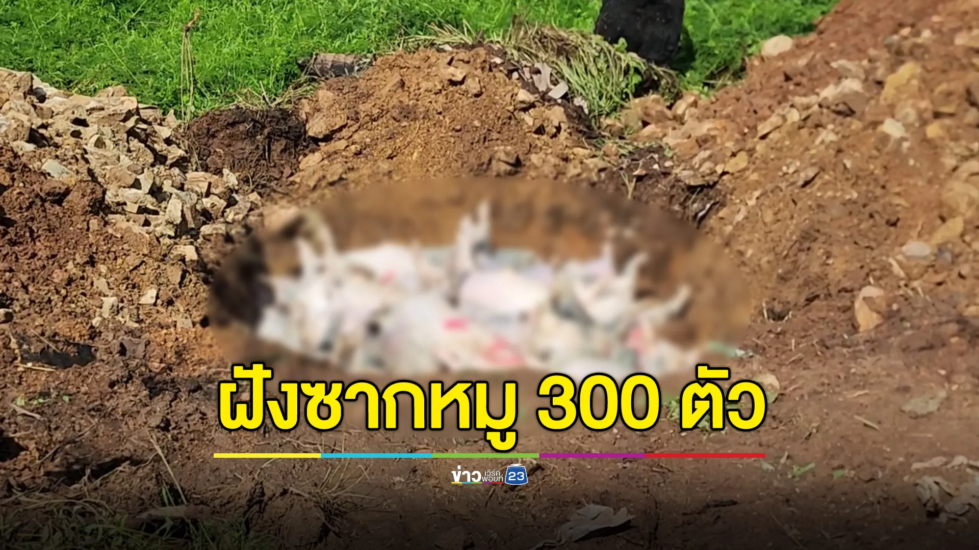 น้ำวังท่วมฟาร์มหมู 3 วัน หมูตาย 300 ตัว เสียหาย 21 ล.