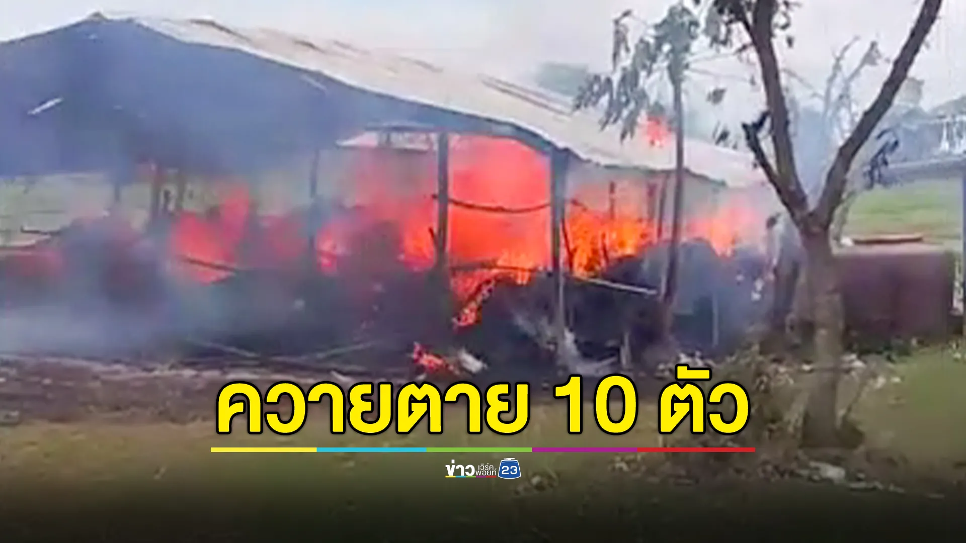 ไฟไหม้ควายตายหมู่คาคอก 10 ตัว เหลือควายน้อยอายุ 2 เดือนตัวเดียว 