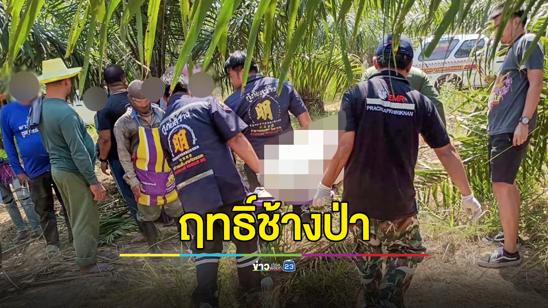 ช้างป่ากุยบุรีเหยียบลุงวัย 68 ปีดับคาสวนปาล์ม