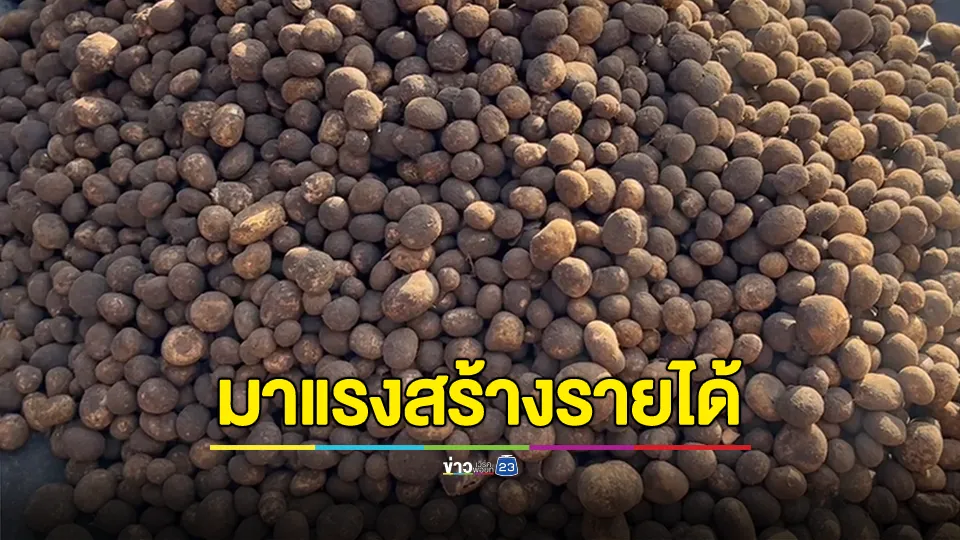 เห็ดเผาะผลผลิตของป่ามาแรง สร้างรายได้สะพัดกิโลกรัมละ 500 บาท