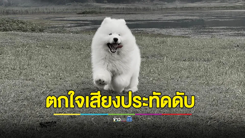 เจ้าของเศร้า! “หยางหยาง” สุนัขแสนรัก ตกใจเสียงประทัดดับ 