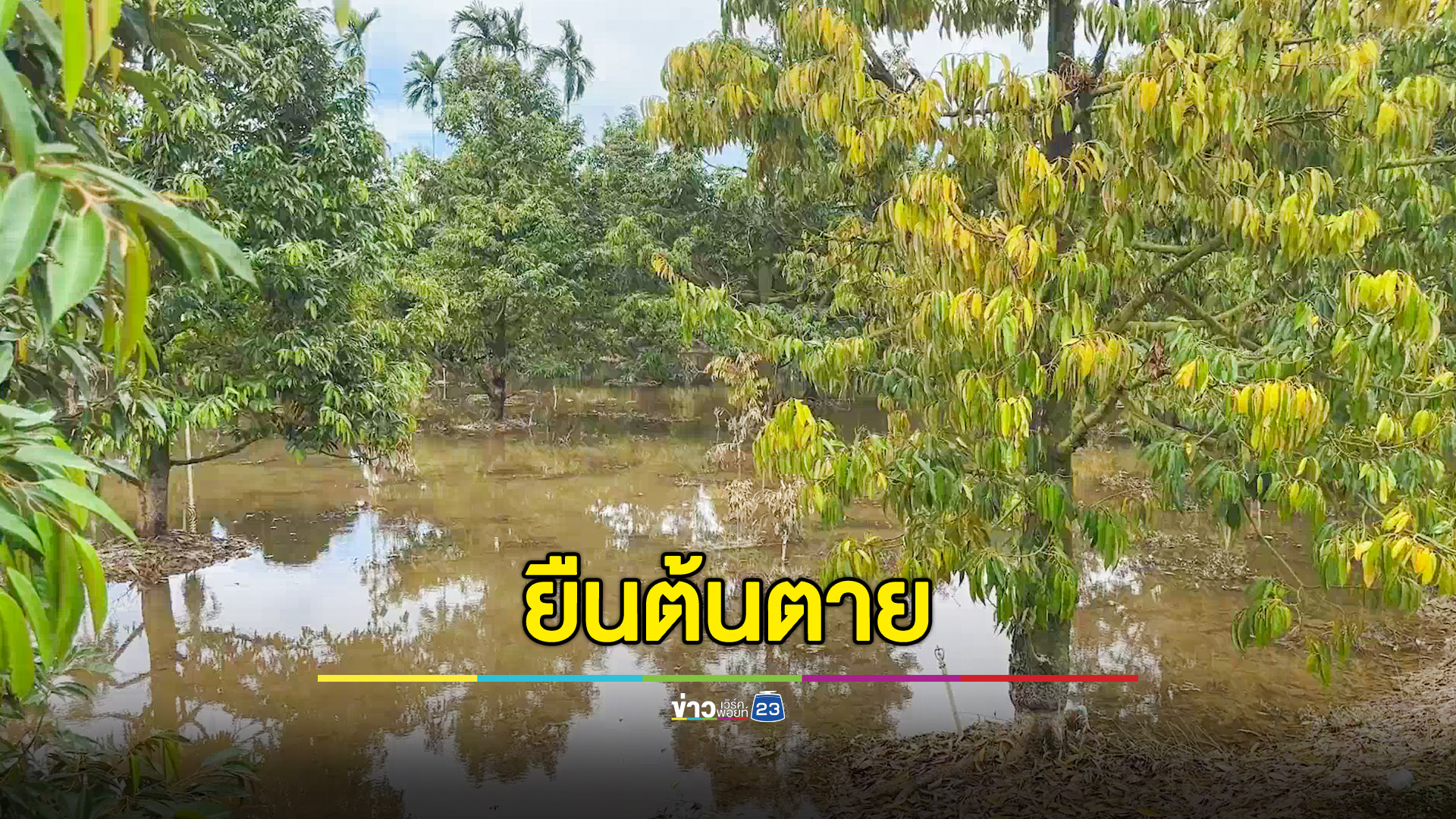 สู้น้ำท่วมขัง 5 วัน สุดท้ายไม่รอด ทุเรียนยืนต้นตาย 