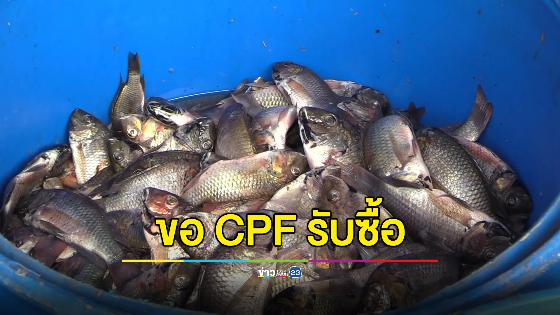 ชาวปากพนังขอ CPF รับซื้อ “ปลาหมอคางดำ” หลังจุดรับซื้อท้องถิ่นจ่อยุติ