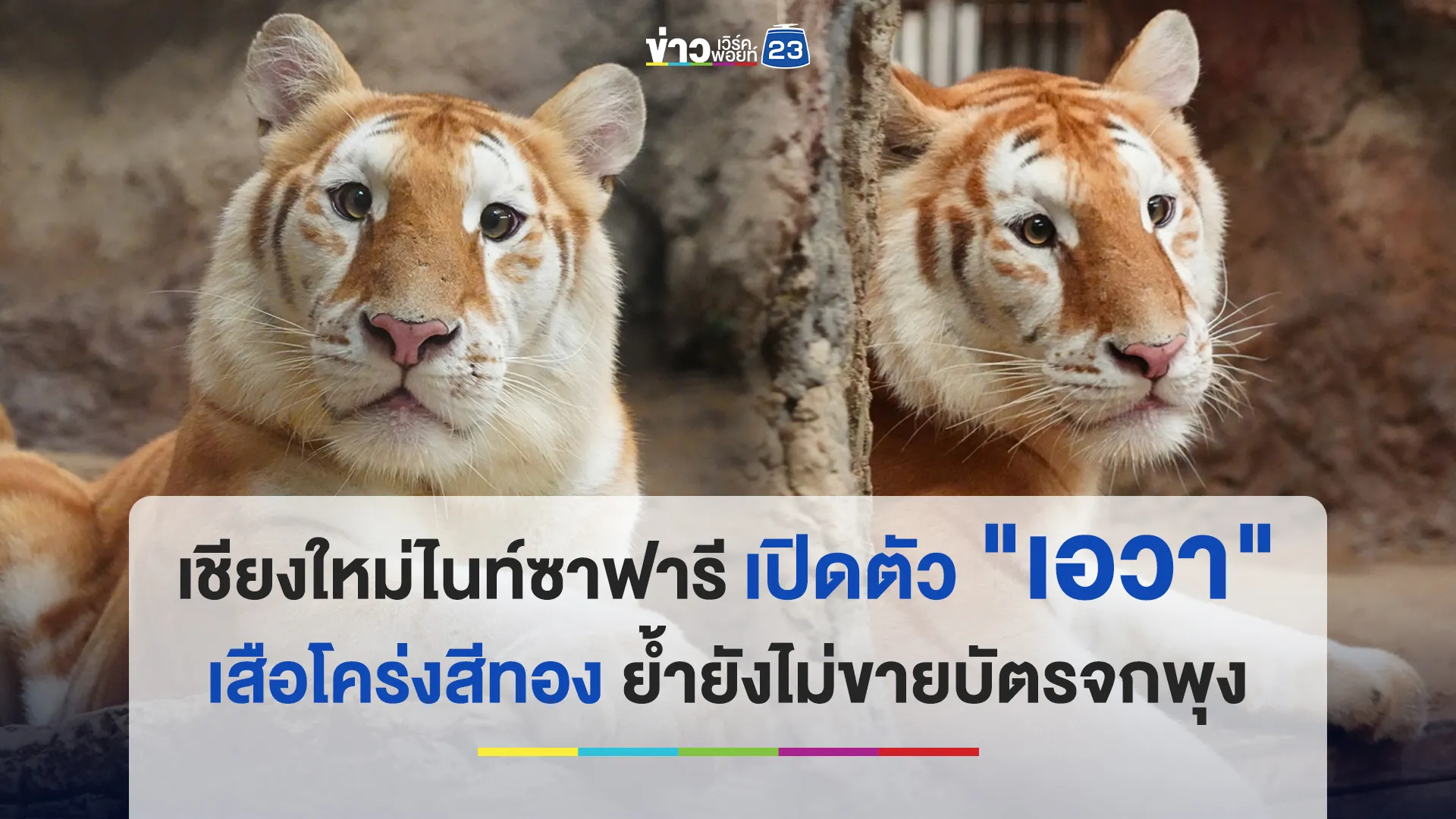 ชมความน่ารัก! "น้องเอวา" เสือโคร่งสีทองขวัญใจนักท่องเที่ยวตัวใหม่