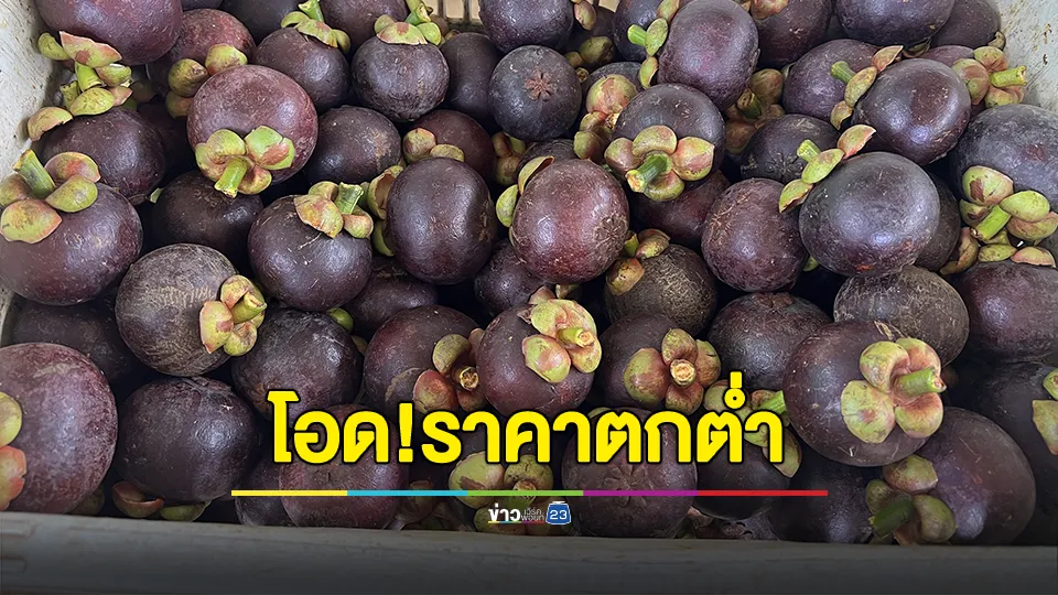 ชาวสวนมังคุดโอดราคาตกต่ำ วอนส.อบจ.ตราดช่วยหลังราคาตก 40บาท/กก.