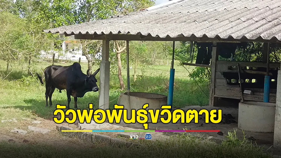 สลด! ชายวัย 60 ผสมวัวชนขาย ถูกวัวพ่อพันธุ์ชนขวิดตาย