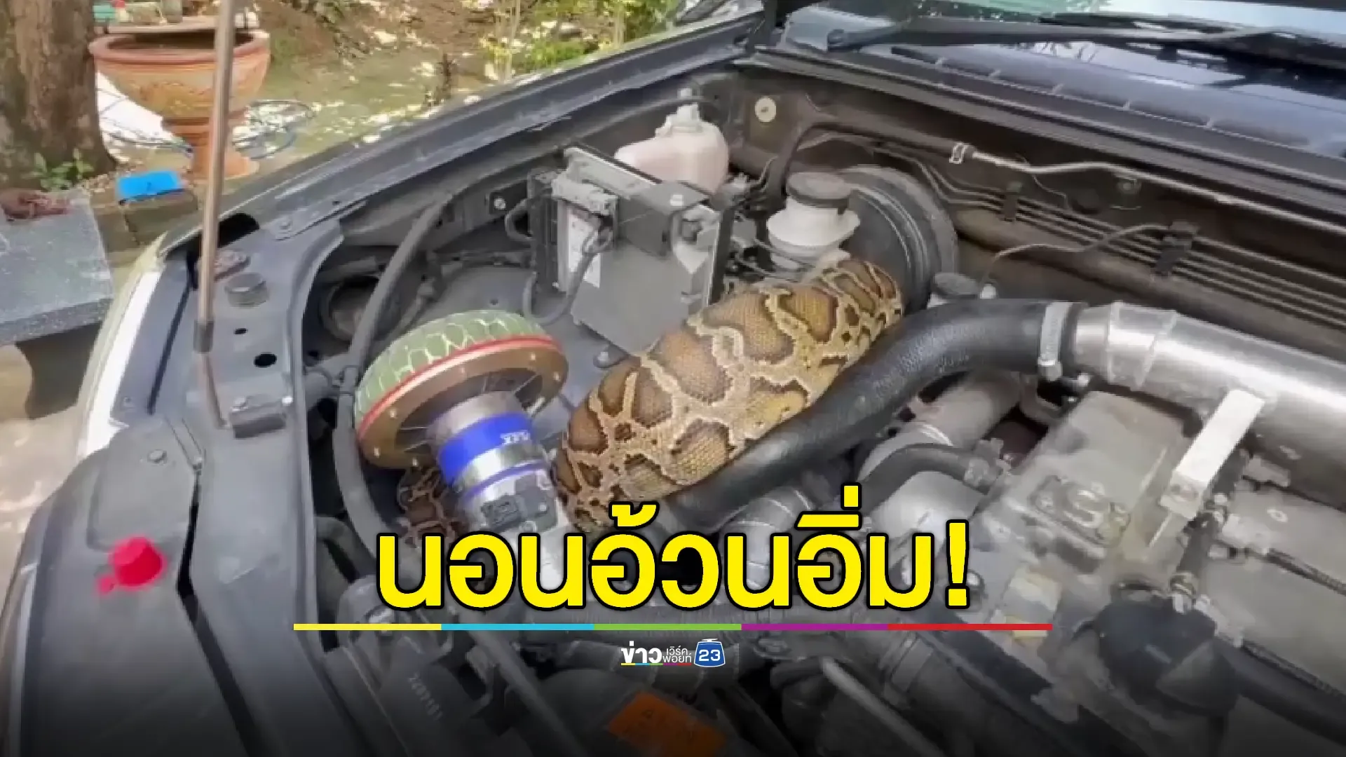 เหลือมเขมือบไก่จนอิ่มแอบนอนซุกในรถ