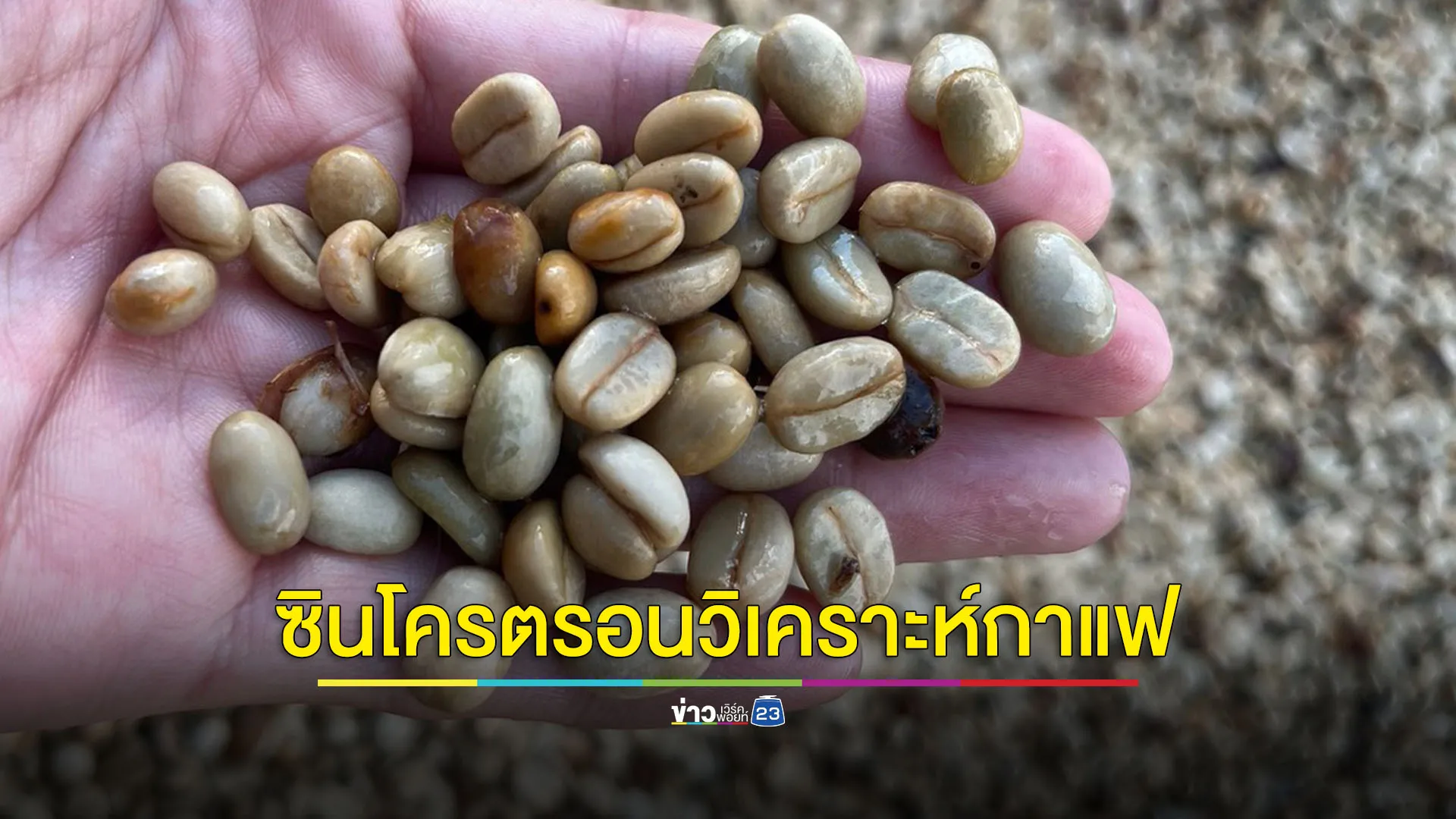 เทคโนโลยีแสงซินโครตรอนยกระดับคุณภาพเมล็ดกาแฟอะราบิกาไทย