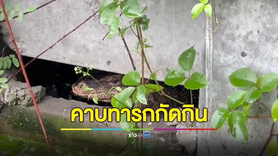 ผงะ! ตัวเงินตัวทองลากซากเด็กทารกมากิน เหลือแต่ศีรษะ 