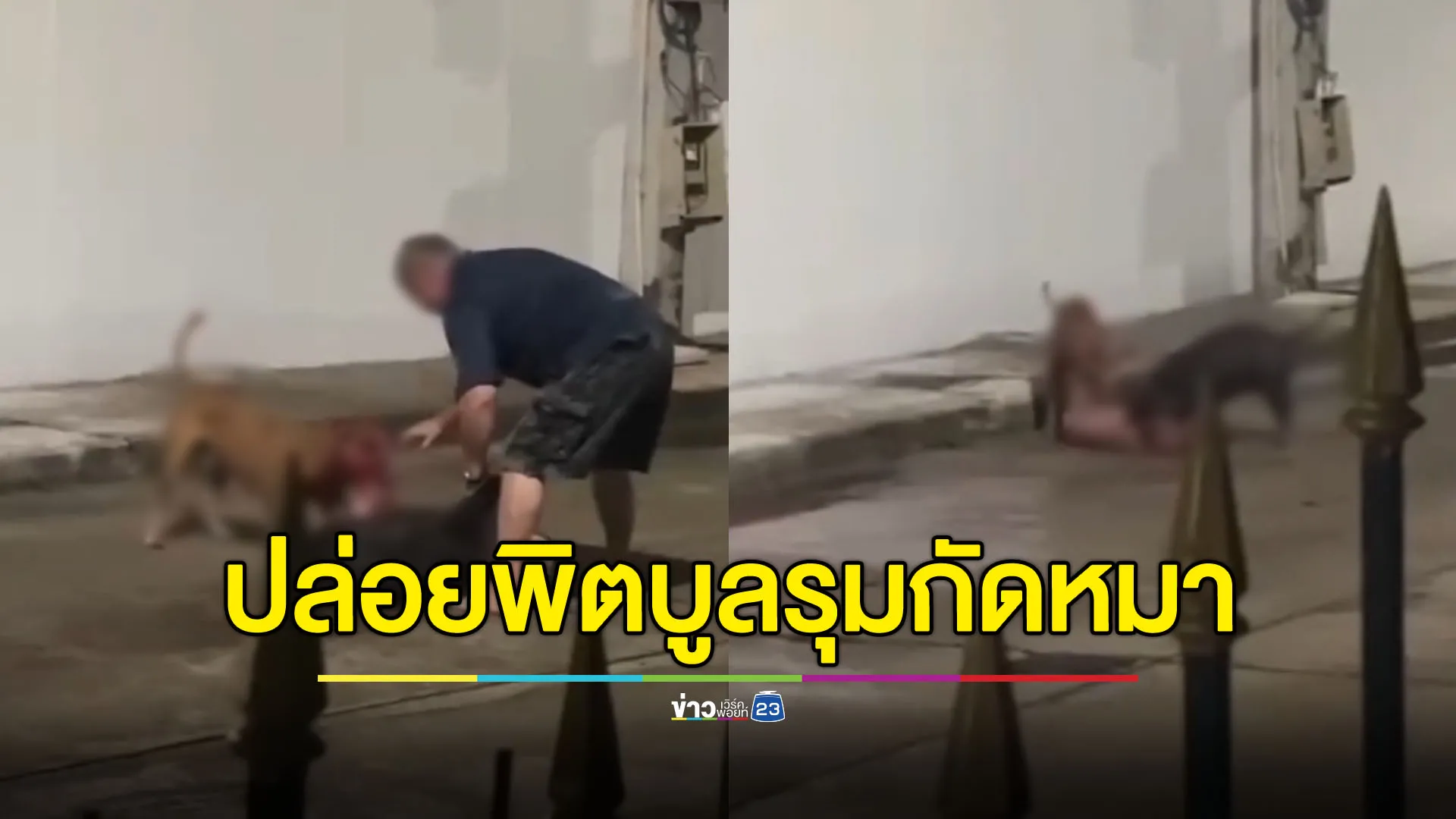 ผวา ฝรั่งปล่อยพิตบูลกัดหมาจนตาย ชาวบ้านหวั่นอันตราย