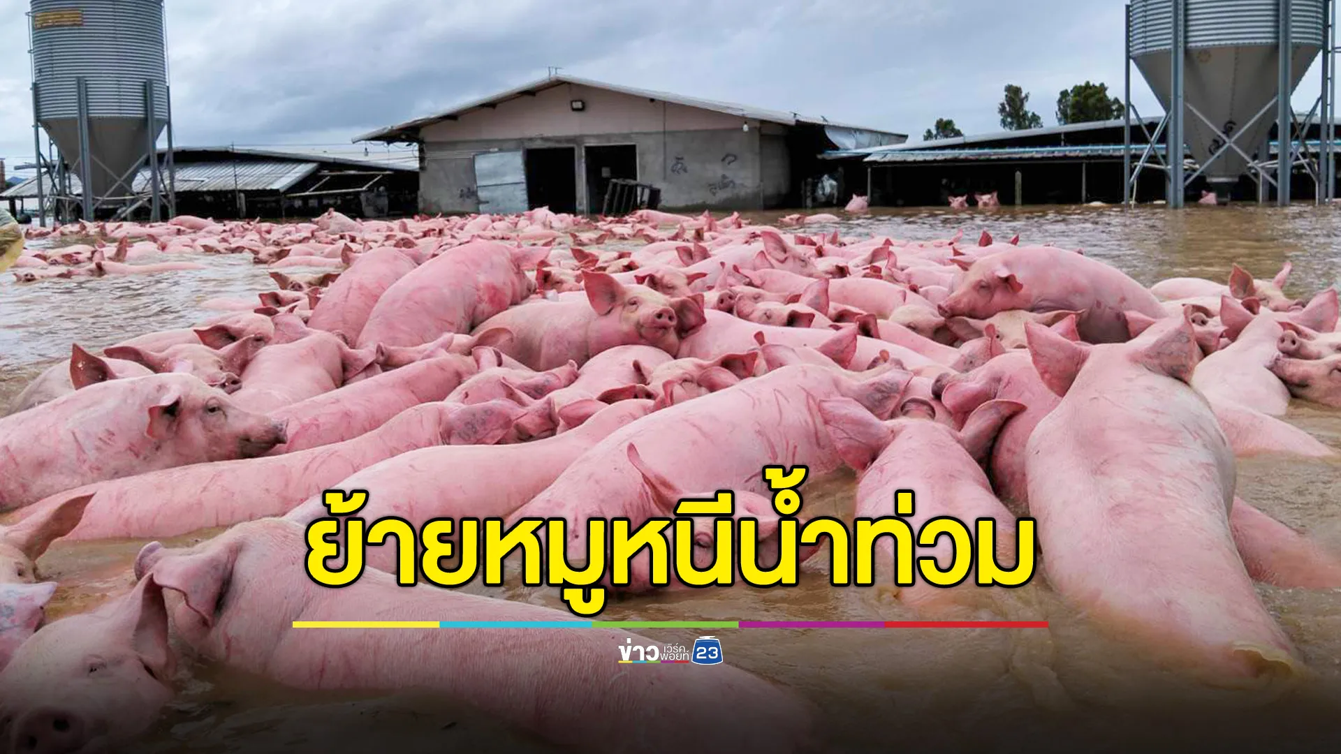 เร่งขนย้ายหมูกว่า 1,300 ตัว ออกจากพื้นที่น้ำท่วม เทิง เชียงราย