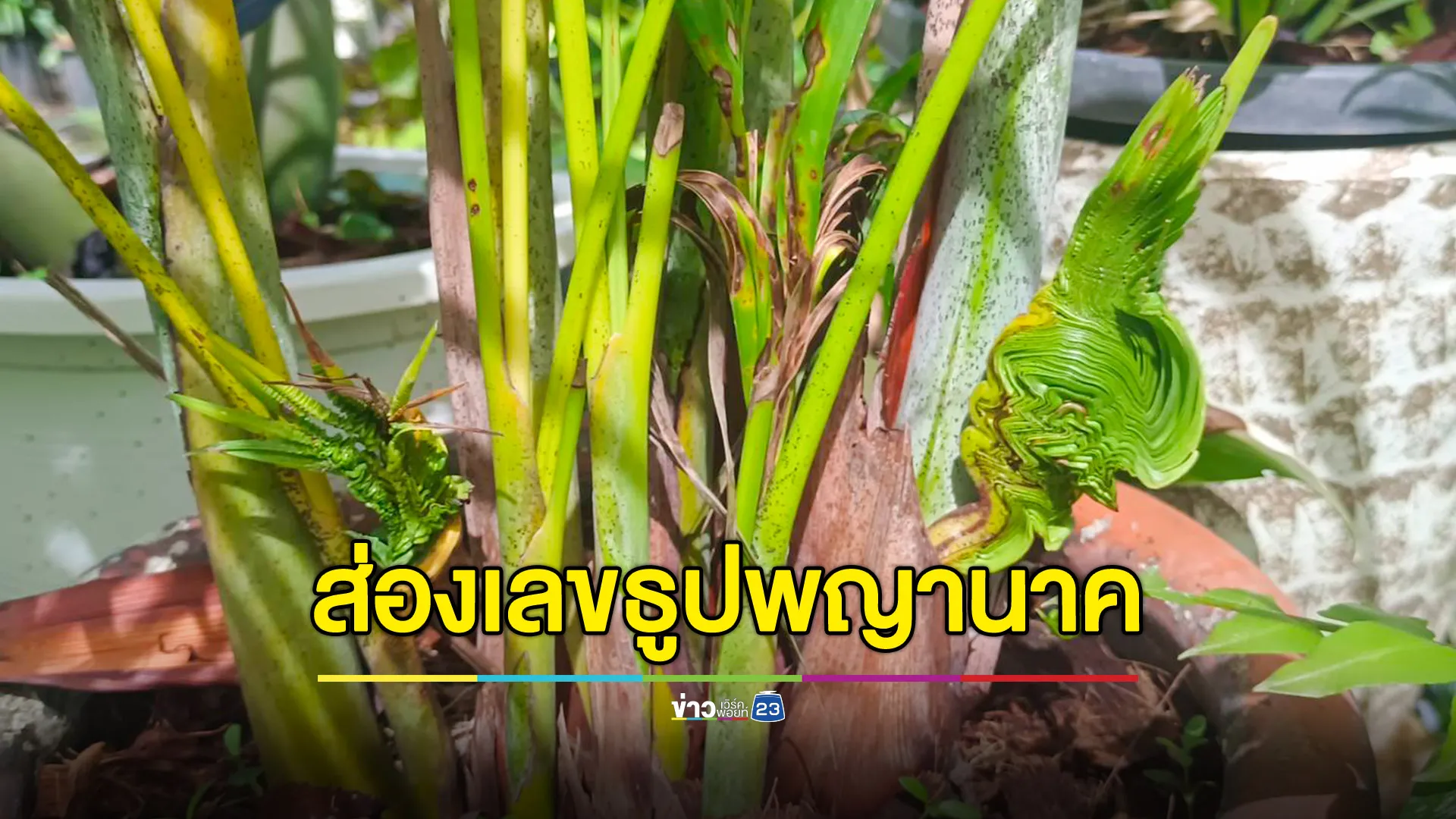  เศียรและหางพญานาค โผล่ต้นหมากประดับ คอหวยแห่ขอเลขเด็ด 