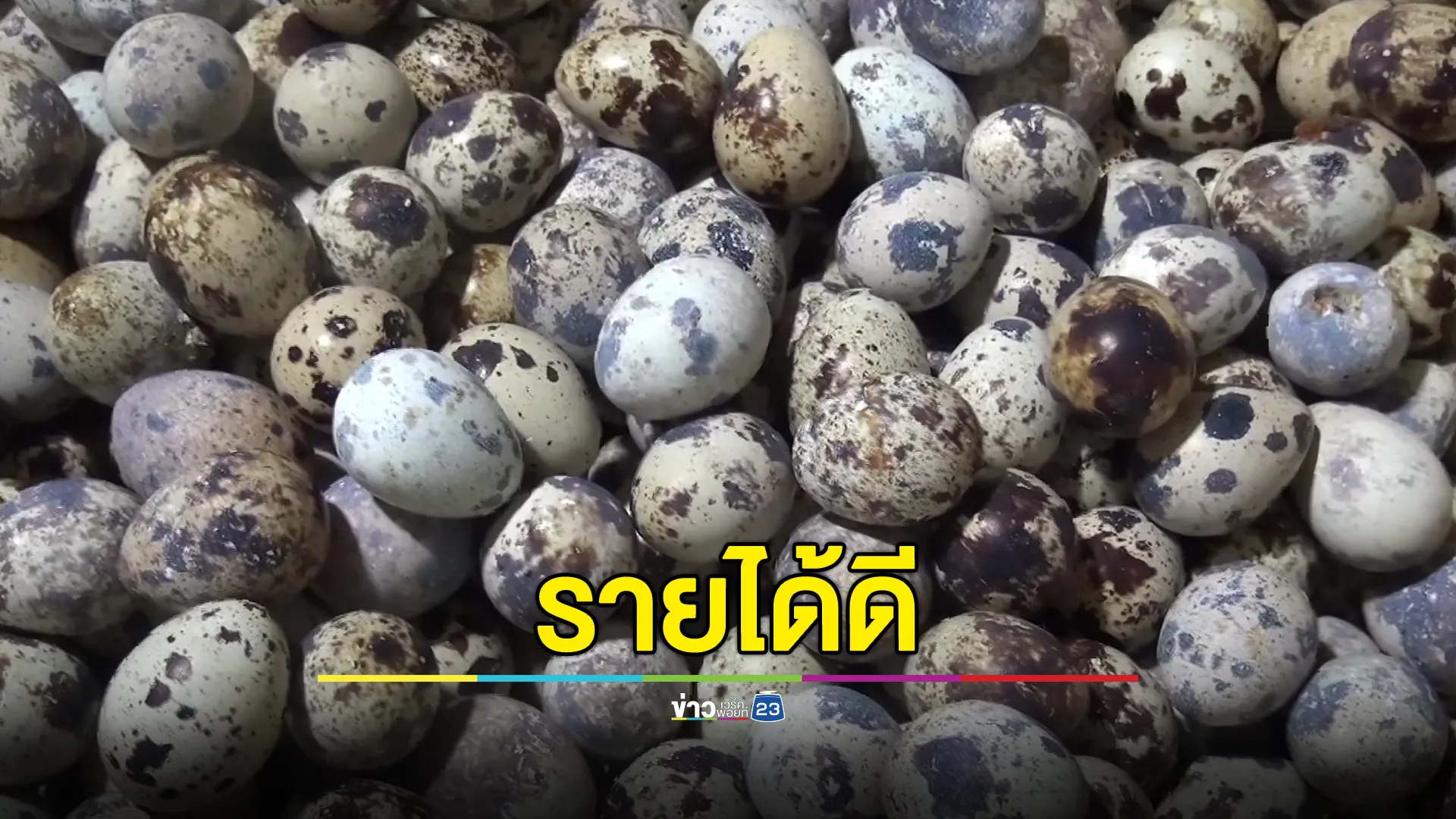 ครูสาวเลี้ยงนกกระทา สร้างรายได้เสริมวันละเกือบ 2 พันบาท