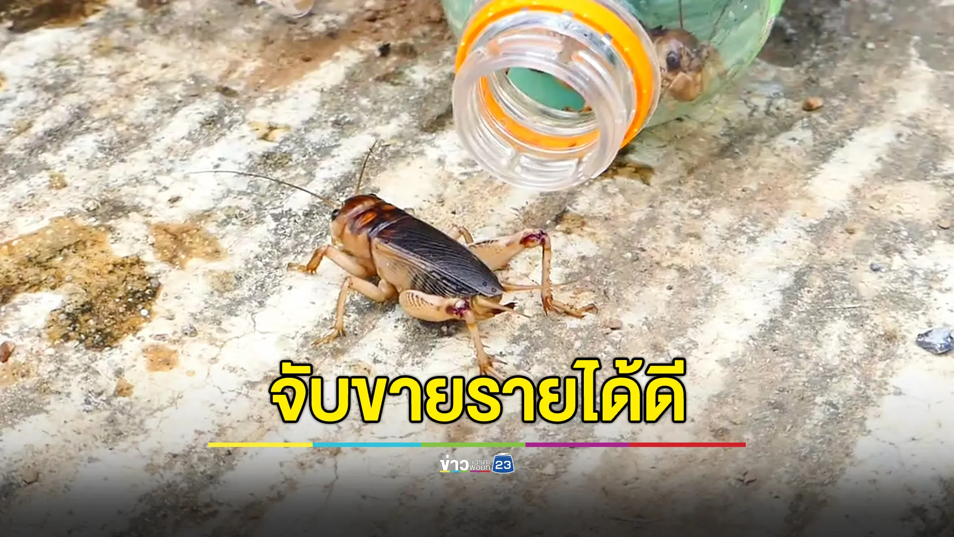 แห่จับ "จิ้งโกร่ง" หนีน้ำท่วม ขายสร้างรายได้ดี