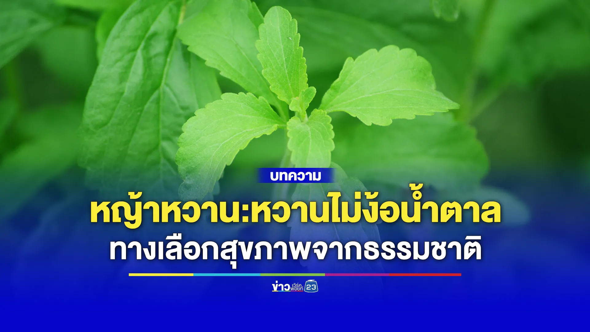 หญ้าหวาน:หวานไม่ง้อน้ำตาล ทางเลือกสุขภาพจากธรรมชาติ