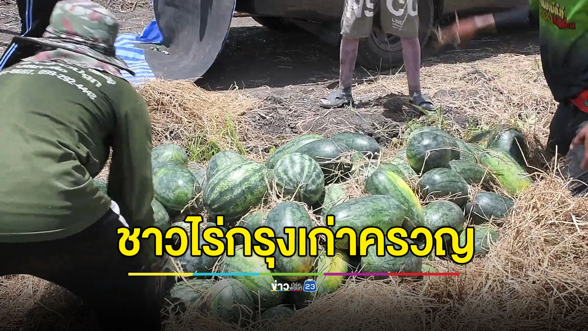 เสียงครวญชาวไร่กรุงเก่า แตงโมค้างพันกว่าต้นไร้คนรับซื้อ