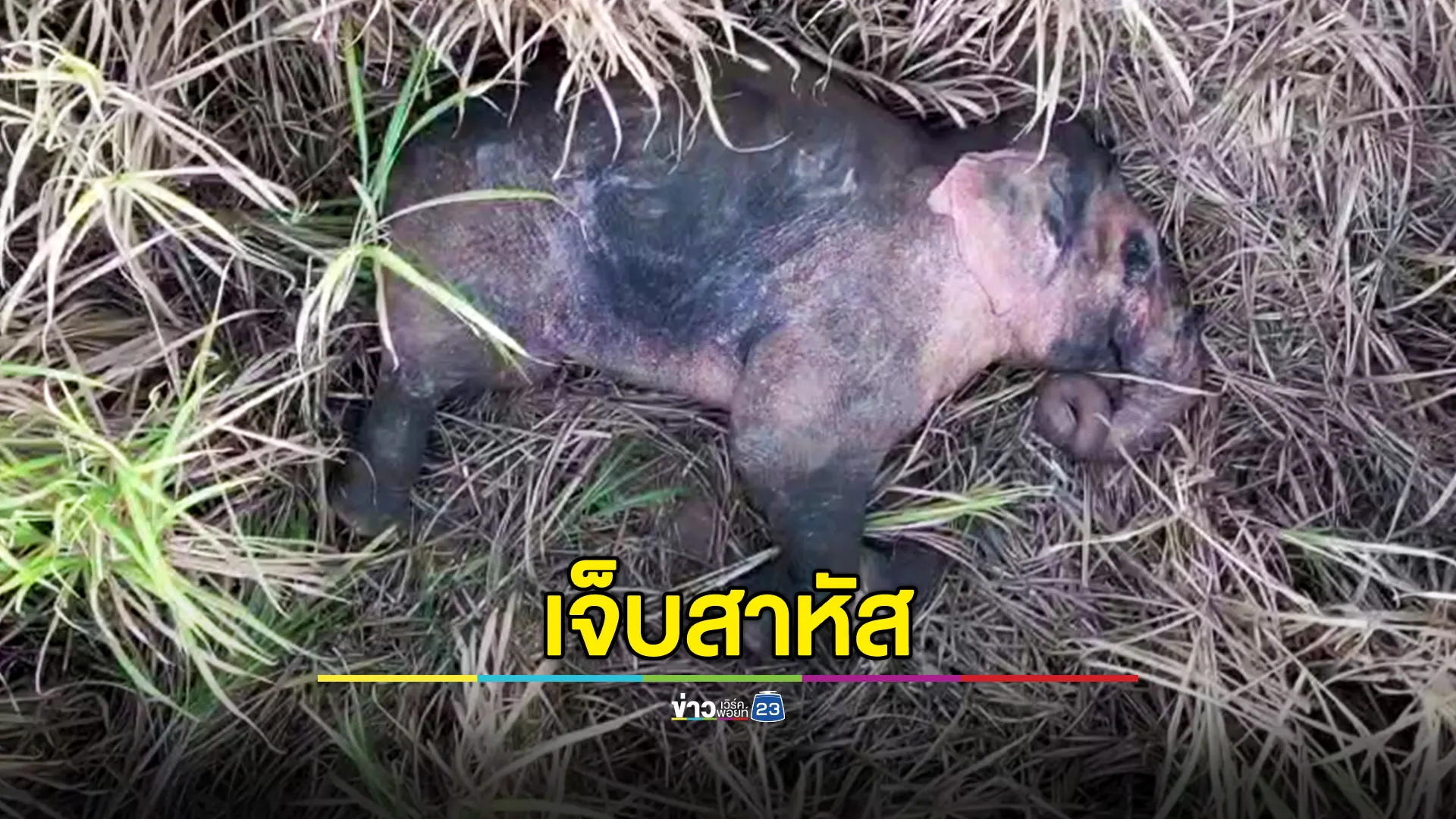 เจอตัวแล้ว! ช้างป่าโดนรถกระบะชน ได้รับบาดเจ็บสาหัส