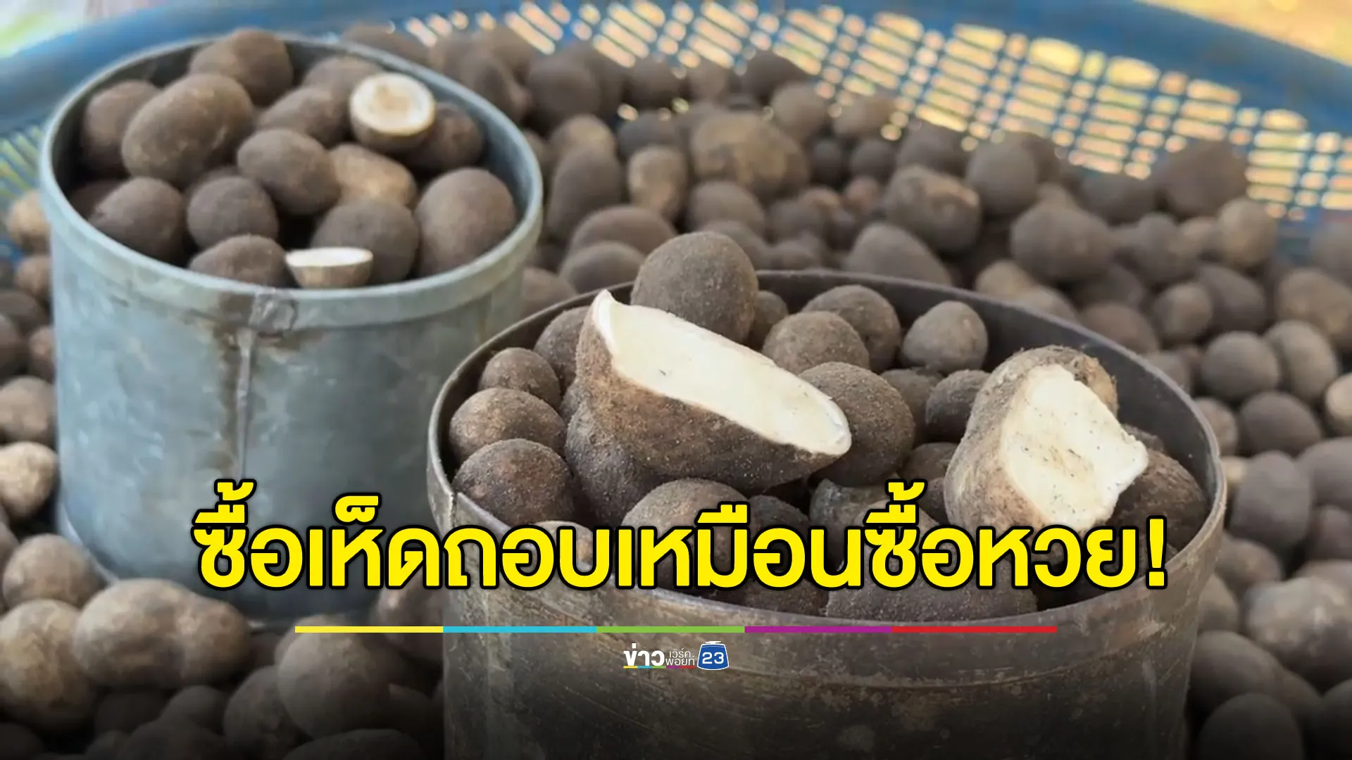 มาแล้ว เห็ดถอบต้นฤดูฝน กก.ละ 1,000 คนซื้อบอกต้องลุ้นเหมือนหวย