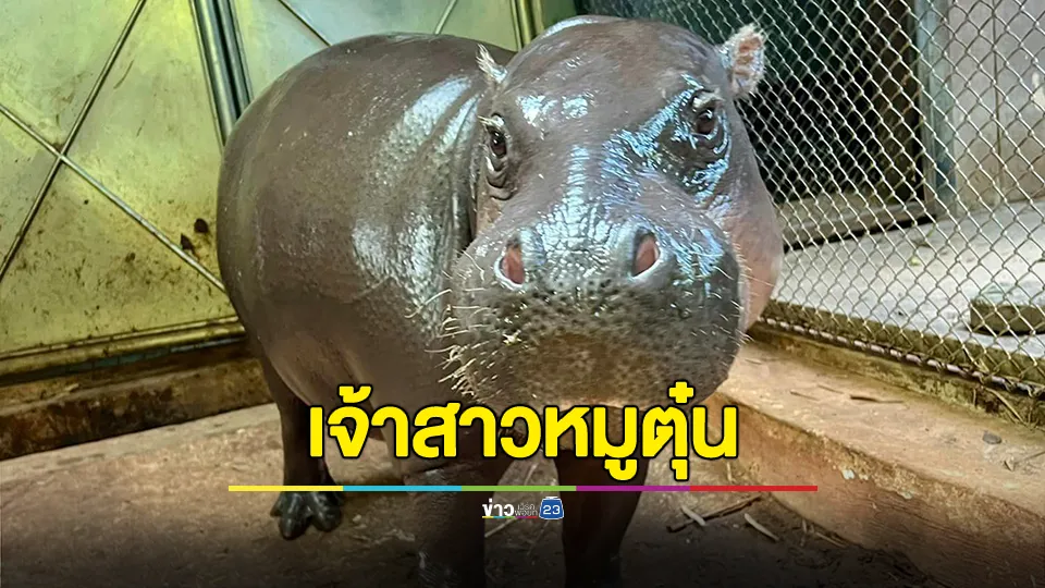 เจรจาสำเร็จ! "หมูตุ๋น"ได้เจ้าสาวแล้ว คือ "หมูมะนาว" จากโคราช 