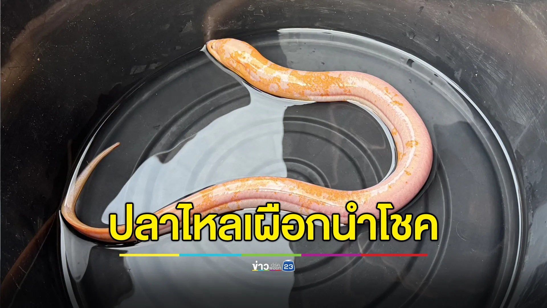 ปลาไหลเผือกทอง-ชมพู ชาวบ้านเชื่อมาค้ำคูณให้โชคลาภ