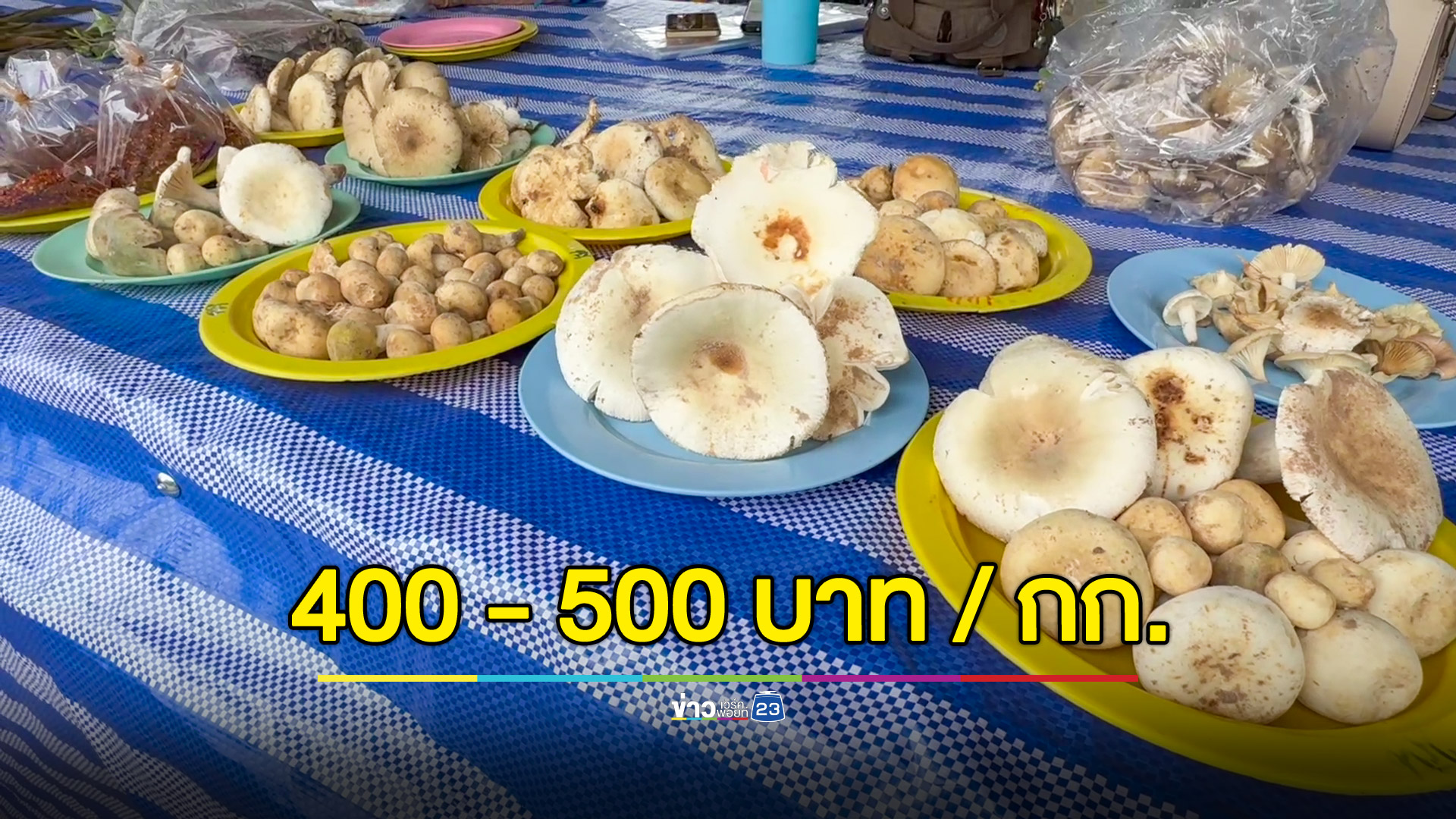 ชาวบ้านออกเก็บเห็ดขาย ทำเงิน 2,000 -5,000 บาทต่อวัน