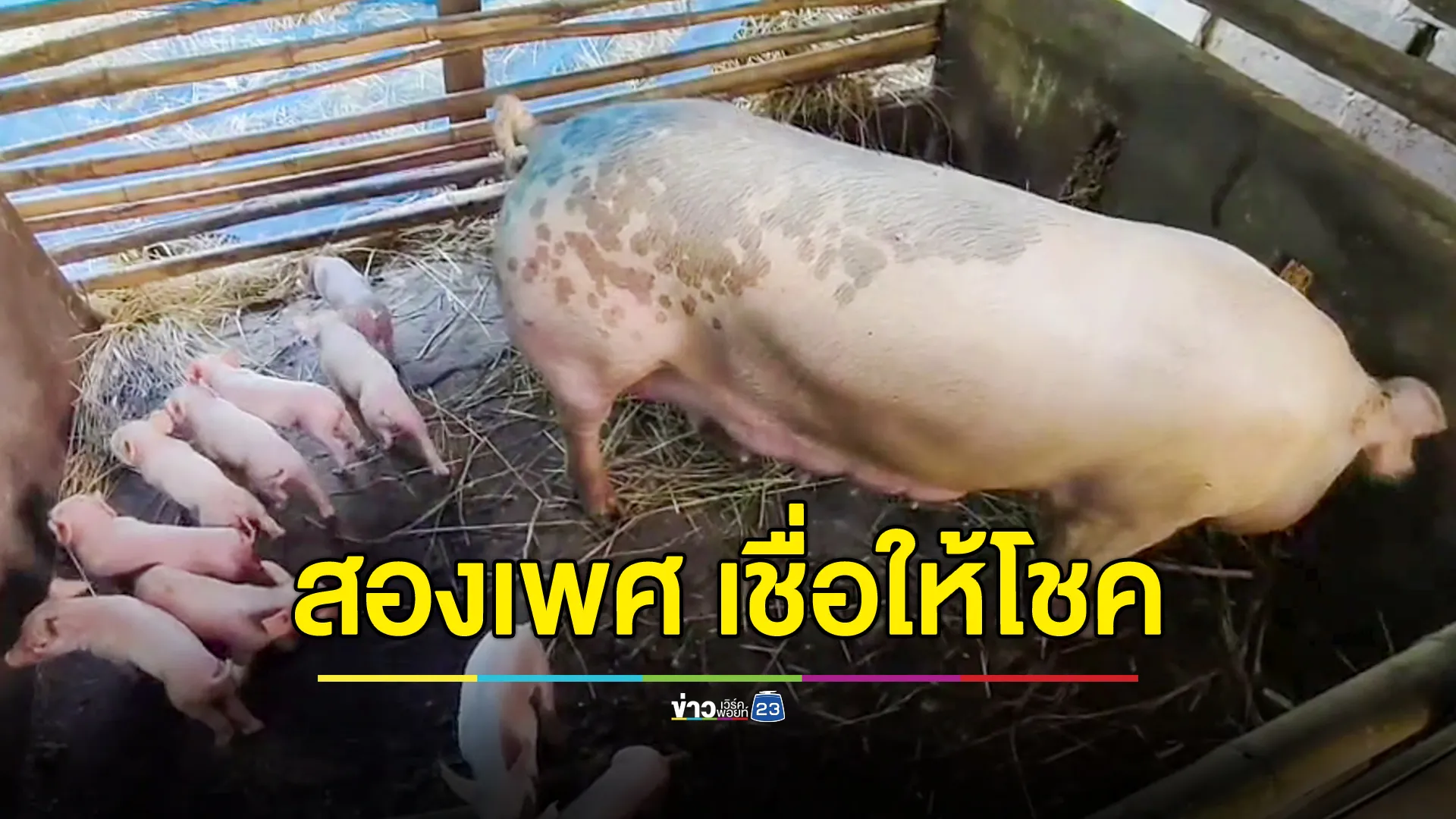 ป้าเจ้าของหมูดีใจ เชื่อว่าลูกหมูให้โชค หลังแม่หมูออกลูก 12 ตัว หนึ่งในนั้นมี 2 เพศ 
