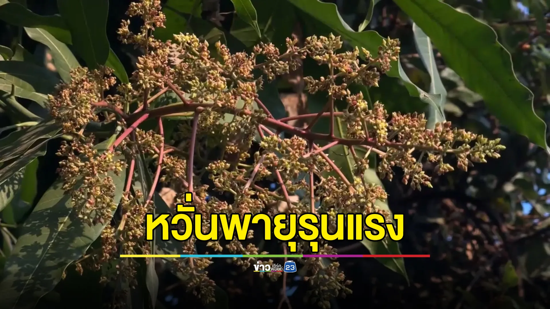 ชาวบ้านหวั่น"พายุฤดูร้อน"หลังพบมะม่วงออกช่อดอกดกเต็มต้นผิดปกติ