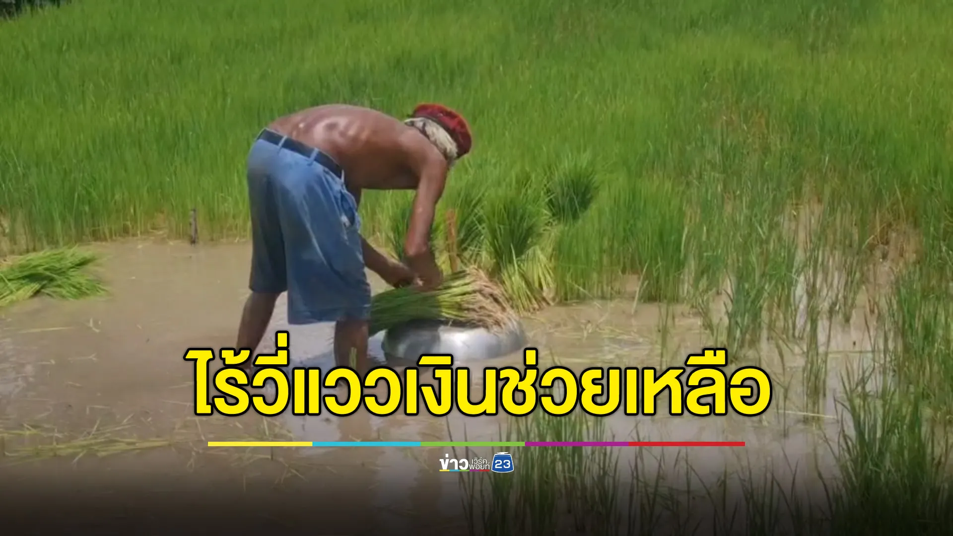 ชาวนาโคราชร้อง ยังไร้วี่แววเงินช่วยเหลือ ขอรัฐจ่ายทีเดียวเต็มก้อน