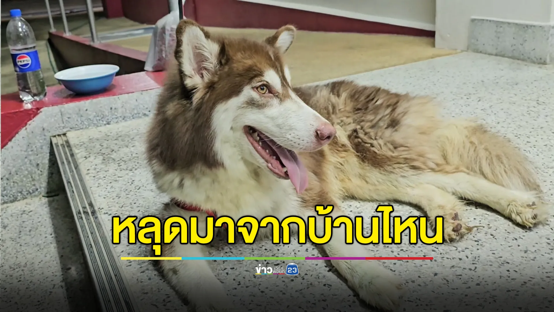 น้องไซฯ บ้านไหนหลงมา เจอแถวเลียบคลองประปา บางใหญ่