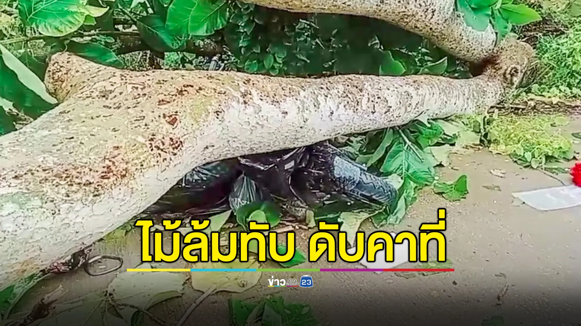 พายุฝนซัดต้นไม้ใหญ่ล้ม ทับหญิงวัย 43 ปี เสียชีวิตคาที่