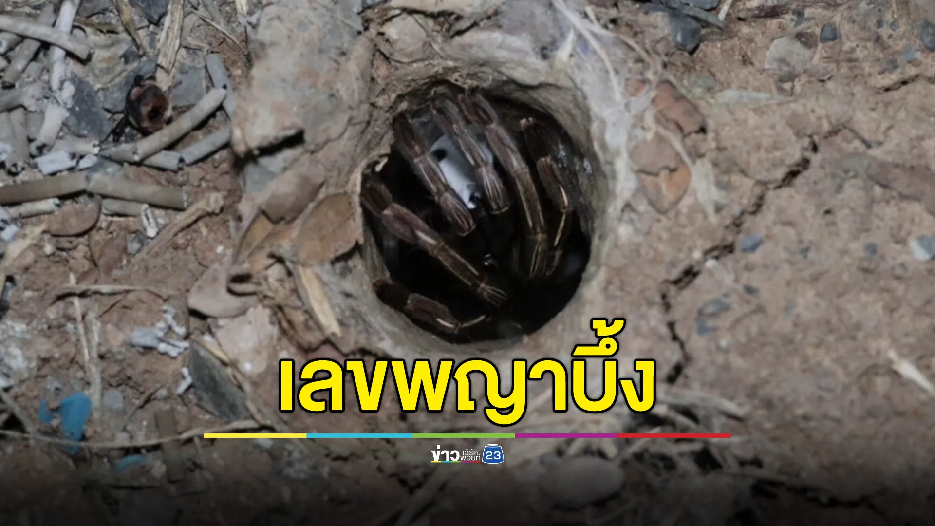 นักเสี่ยงโชคทำพิธีขอตัวเลขพญาบึ้ง ได้เลข 3 ตัว นำไปลุ้นงวดนี้