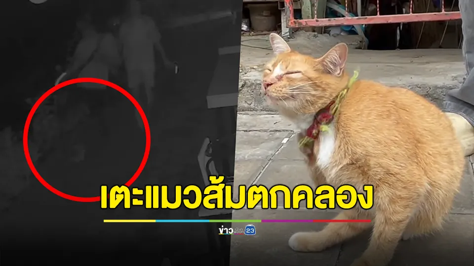เก่งกับแมว หนุ่มเตะแมวส้มตกคลองแม่ข่า ทาสสาวเจ้าของแมวโพสต์คลิปประจาน