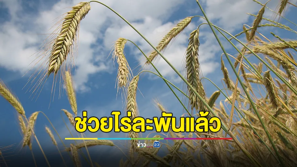 มติล่าสุด! ก.เกษตร ปรับเงินช่วยชาวนาเป็น 1,000 บาทต่อไร่แล้ว