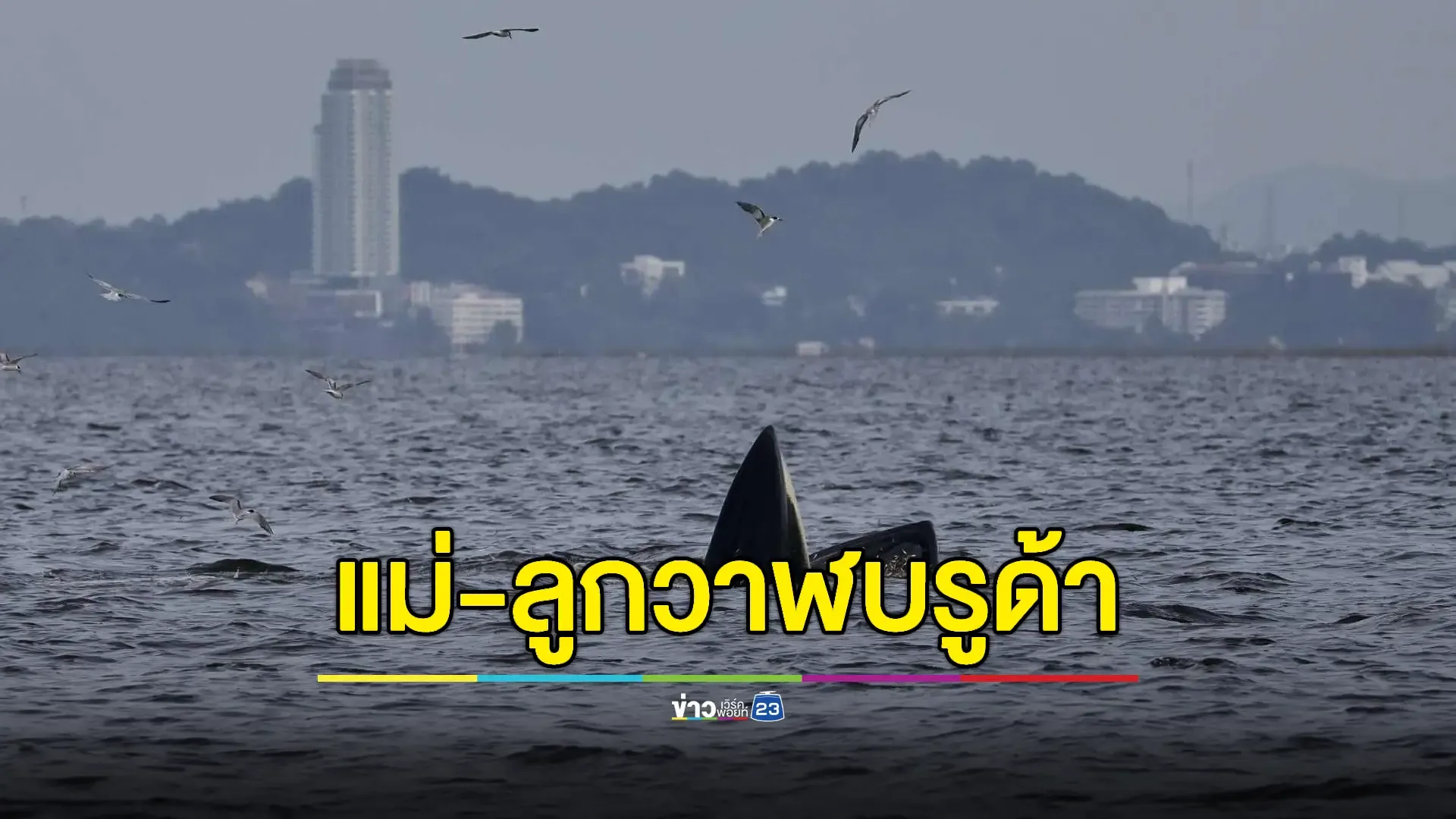 ฮือฮา! วาฬบรูด้าโผล่เล่นน้ำใกล้หาดบางแสน 3 ตัวรวด