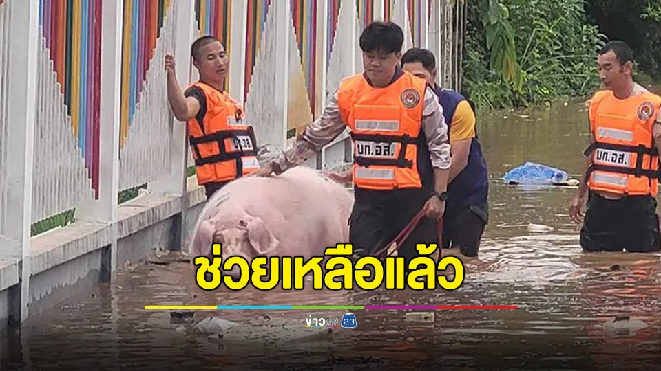 "บำเรอ" หมูแสนรู้ ได้รับการช่วยเหลือแล้ว 