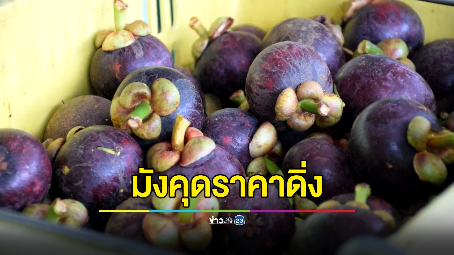 ปิดด่านพ่นพิษ มังคุดตกเกรดค้างราคาดิ่งเหลือ กก.ละ 5 บาท