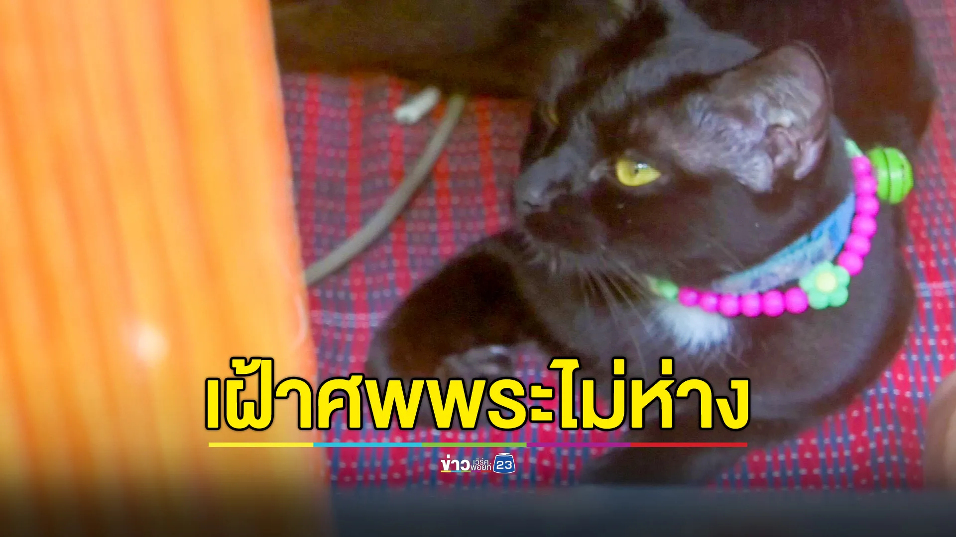 พระมรณภาพปริศนาคากุฏิ แมวดำนอนเฝ้าไม่ห่าง