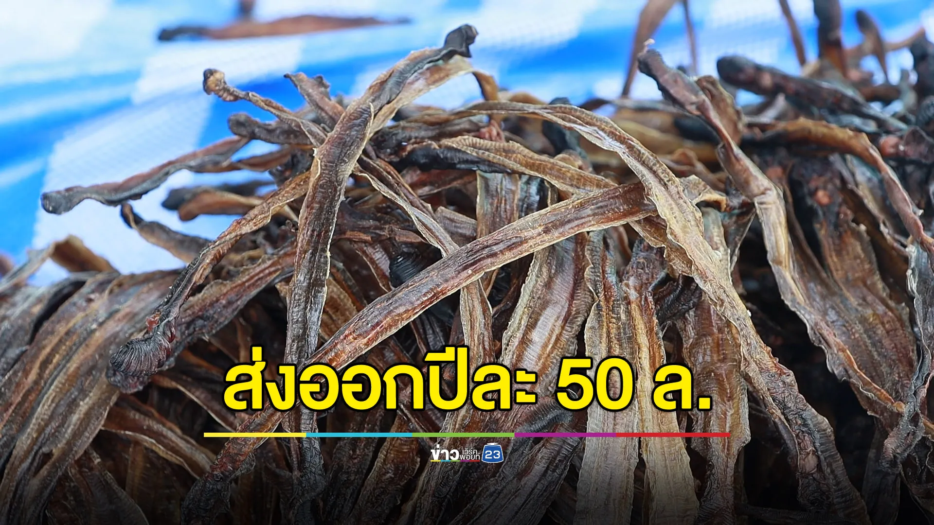 “ไส้เดือนตากแห้ง” แค่ตำบลเดียวส่งออกจีน 50 ล้าน