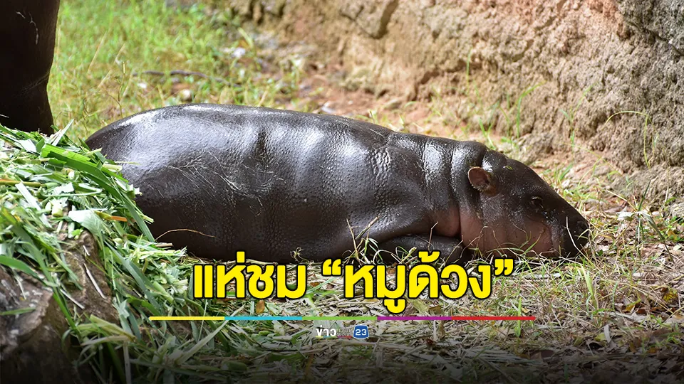 "หมูด้วง" เป็นเหตุนักท่องเที่ยวแห่เข้าชมทำรถติดยาว