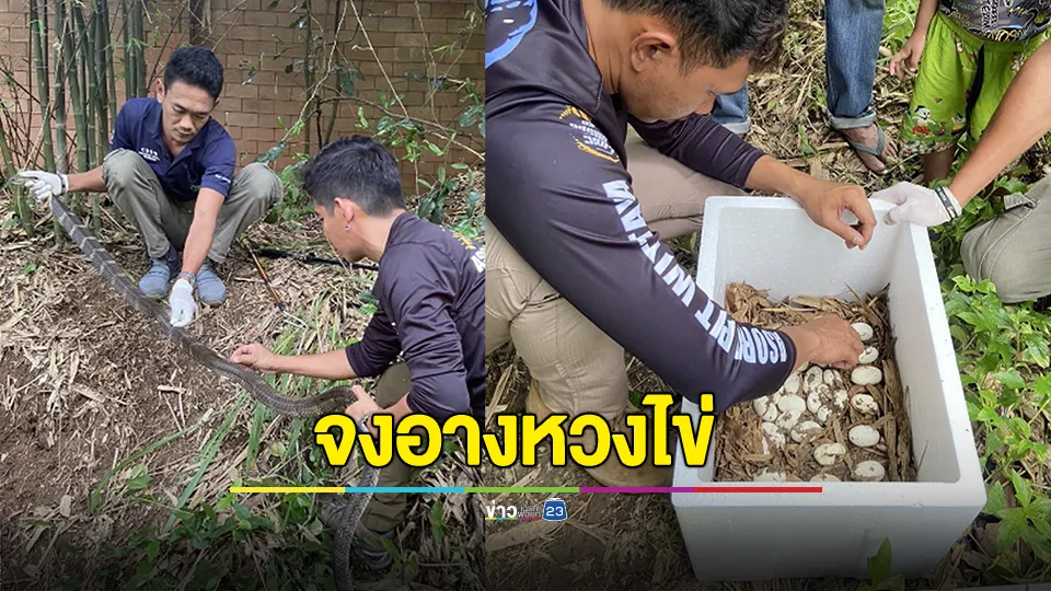 ผงะ! ชาวบ้านพบจงอางหวงไข่กลางป่าละเมาะ 