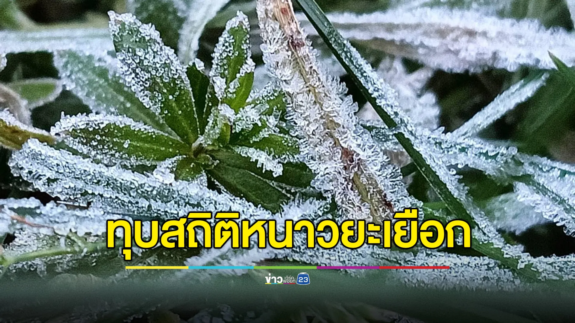 ‘เหมยขาบ’ ดอยอินทนนท์ เกิด 10 วันติด ทุบสถิติหนาวยะเยือก