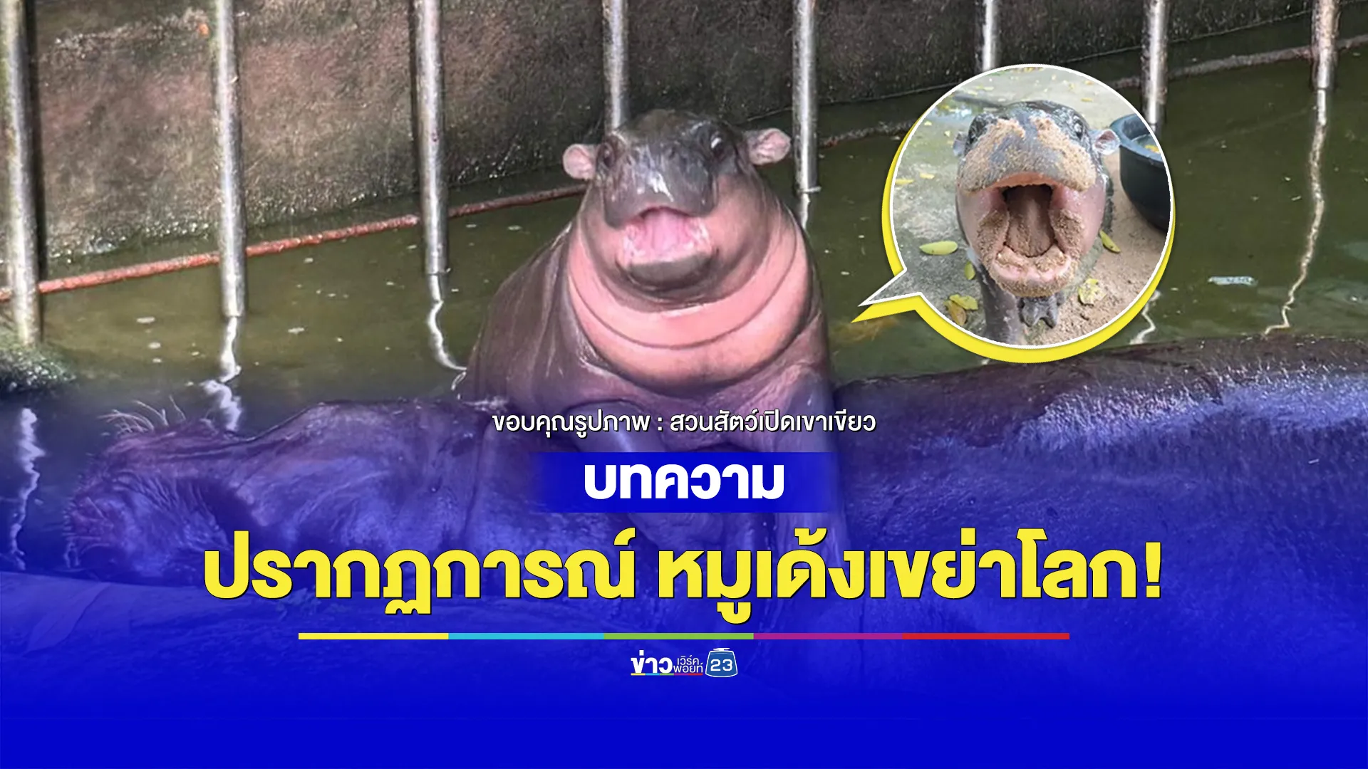 ปรากฏการณ์ หมูเด้งเขย่าโลก!