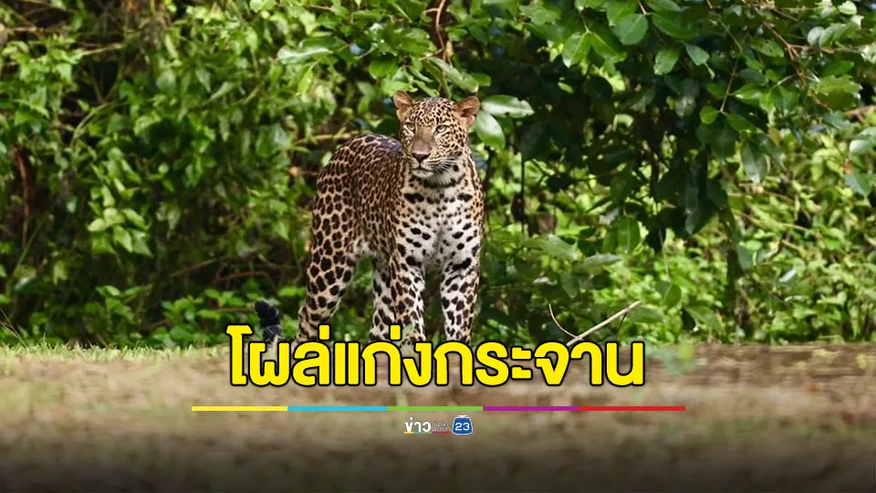 เสือดาวโผล่แก่งกระจาน แสดงให้เห็นว่าระบบนิเวศในแก่งกระจานยังคงความสมบูรณ์ 