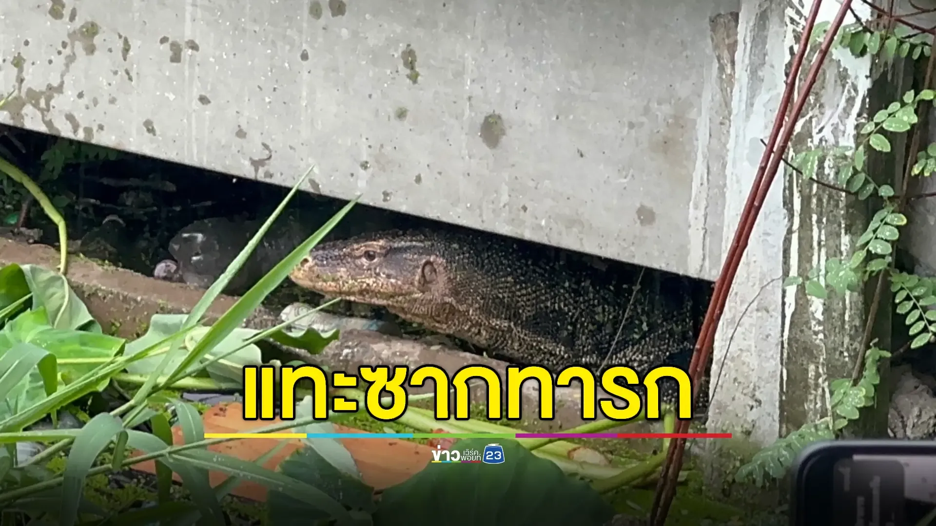 ผงะ!ตัวเงินตัวทองลากซากเด็กทารกมากินจนเหลือแต่หัว