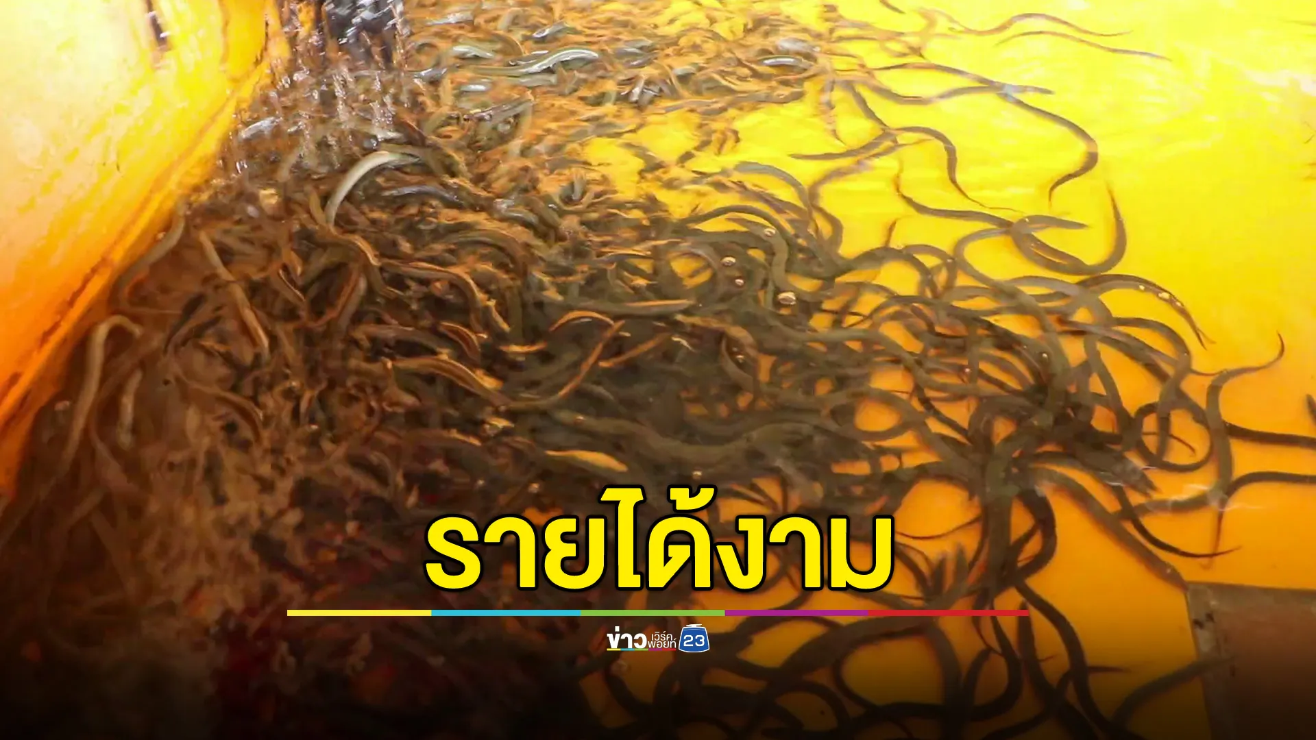 เลี้ยงปลาไหล อาชีพใหม่ที่น่าลอง ลูกค้าชาวจีน-ญี่ปุ่น ต้องการสูง 