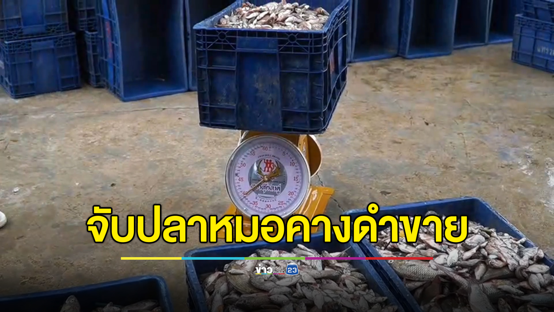 ชาวบ้านแห่จับ "ปลาหมอคางดำ" ขาย เห็นด้วยหากราคาพุ่ง 